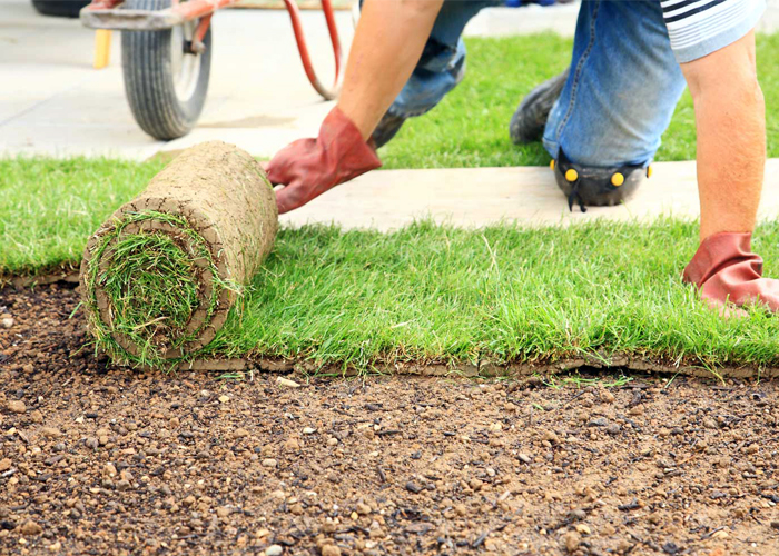 grass installation lawn